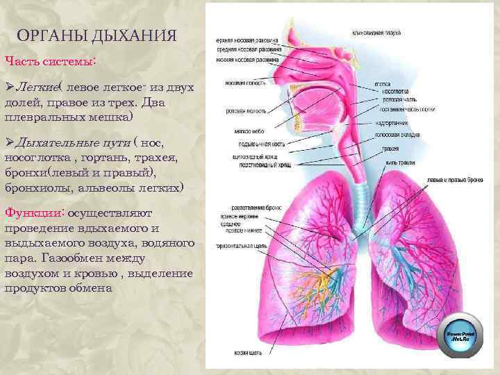 ОРГАНЫ ДЫХАНИЯ Часть системы: ØЛегкие( левое легкое- из двух долей, правое из трех. Два