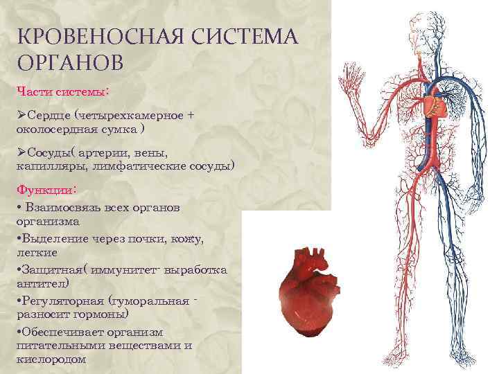 КРОВЕНОСНАЯ СИСТЕМА ОРГАНОВ Части системы: ØСердце (четырехкамерное + околосердная сумка ) ØСосуды( артерии, вены,