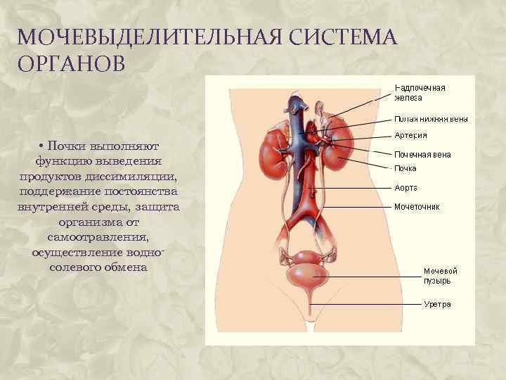 МОЧЕВЫДЕЛИТЕЛЬНАЯ СИСТЕМА ОРГАНОВ • Почки выполняют функцию выведения продуктов диссимиляции, поддержание постоянства внутренней среды,