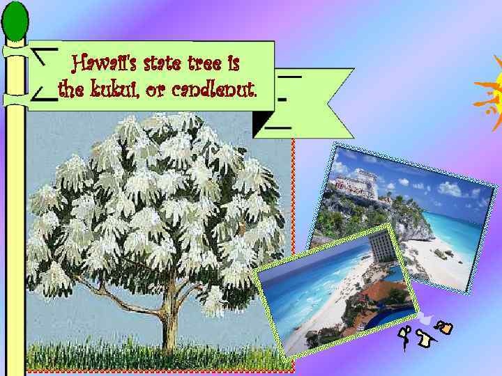 Hawaii's state tree is the kukui, or candlenut. 