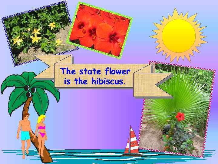 The state flower is the hibiscus. 