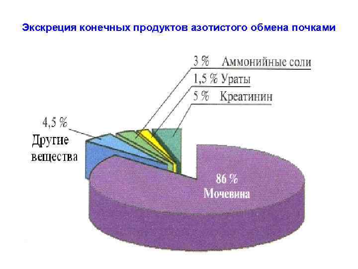 Экскреция конечных продуктов азотистого обмена почками 