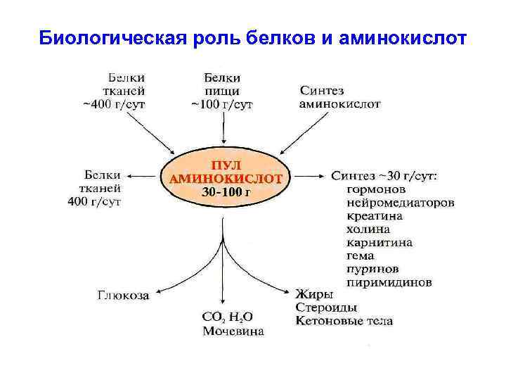 Биологическое значение аминокислот презентация