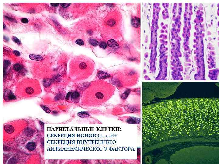 ПАРИЕТАЛЬНЫЕ КЛЕТКИ: СЕКРЕЦИЯ ИОНОВ Cl- и Н+ СЕКРЕЦИЯ ВНУТРЕННЕГО АНТИАНЕМИЧЕСКОГО ФАКТОРА 