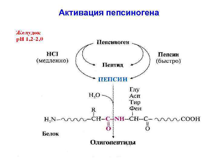 Активация пепсиногена 