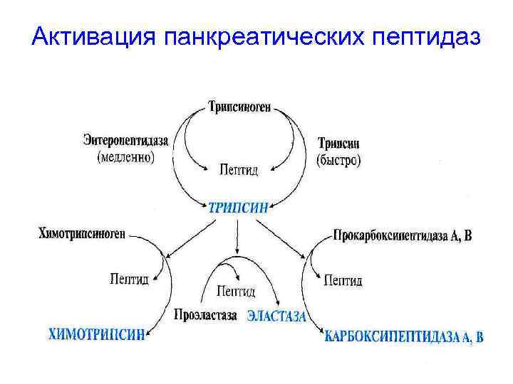 Активация панкреатических пептидаз 