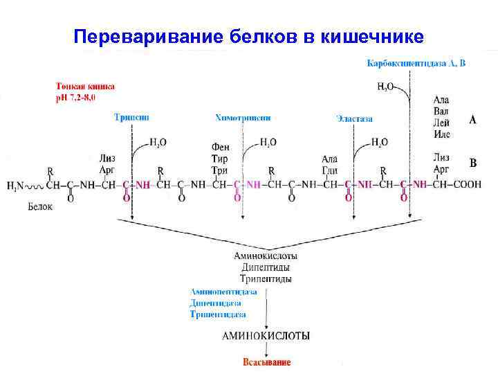 Схема бх для собак