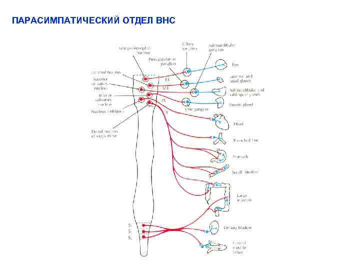 ПАРАСИМПАТИЧЕСКИЙ ОТДЕЛ ВНС 