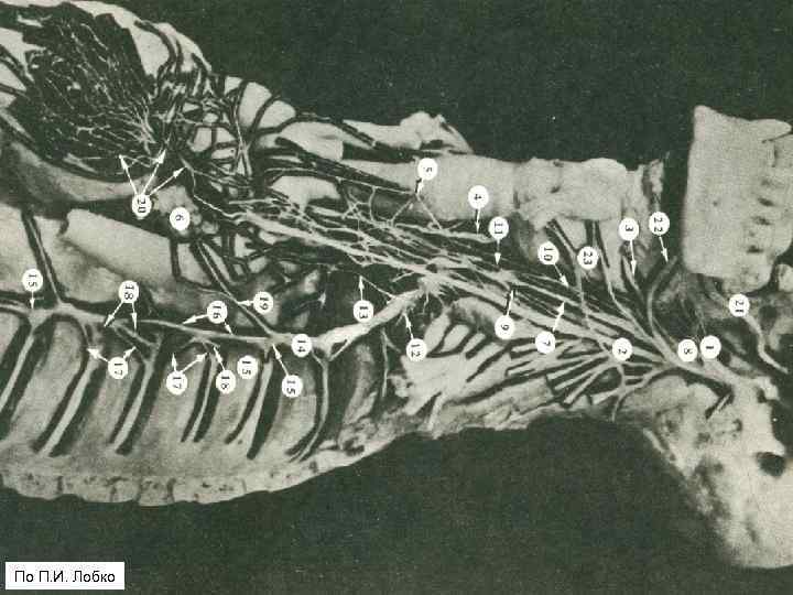По П. И. Лобко 