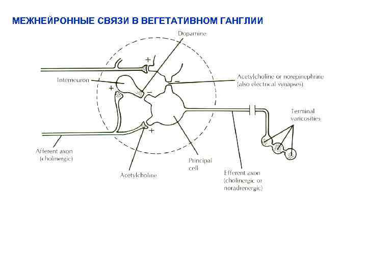 МЕЖНЕЙРОННЫЕ СВЯЗИ В ВЕГЕТАТИВНОМ ГАНГЛИИ 