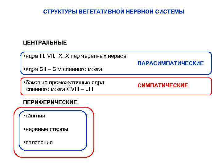 СТРУКТУРЫ ВЕГЕТАТИВНОЙ НЕРВНОЙ СИСТЕМЫ ЦЕНТРАЛЬНЫЕ §ядра III, VII, IX, X пар черепных нервов §ядра