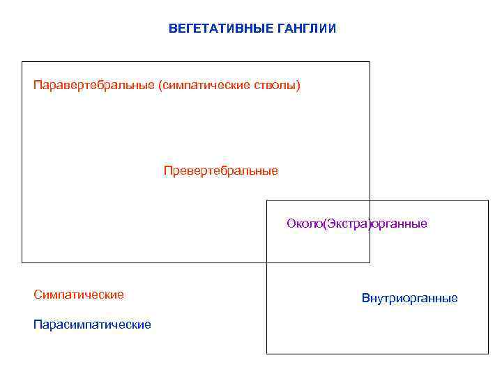 ВЕГЕТАТИВНЫЕ ГАНГЛИИ Паравертебральные (симпатические стволы) Превертебральные Около(Экстра)органные Симпатические Парасимпатические Внутриорганные 