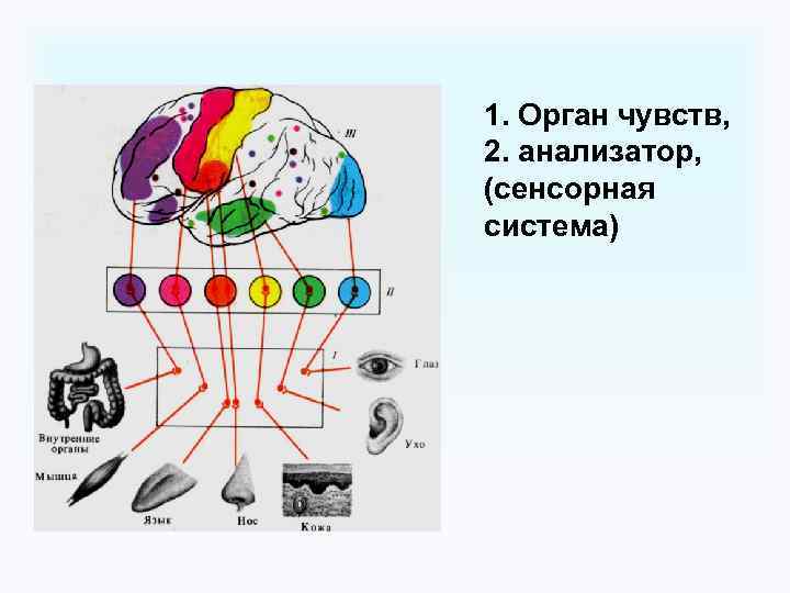 Анализаторы физиология презентация