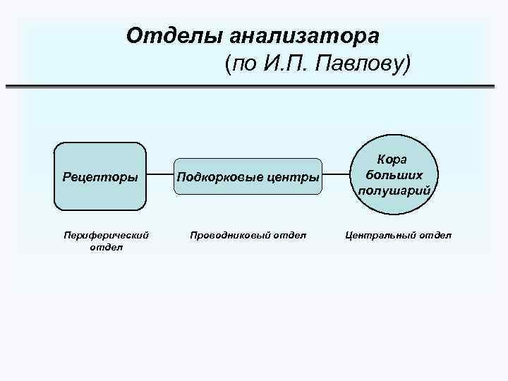 Отделы анализатора (по И. П. Павлову) Рецепторы Периферический отдел Подкорковые центры Проводниковый отдел Кора