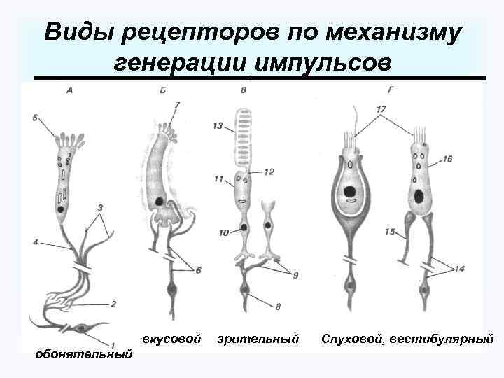 Виды рецепторов по механизму генерации импульсов вкусовой обонятельный зрительный Слуховой, вестибулярный 