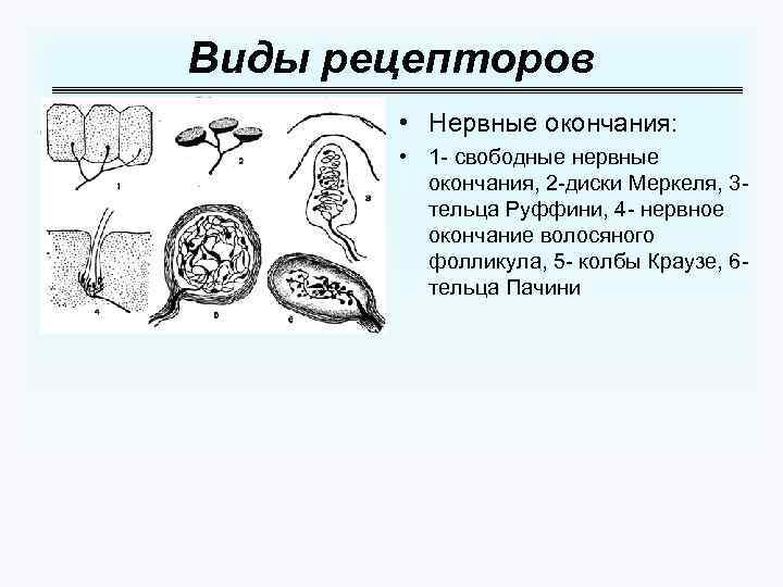 Какие виды рецепторов кожи вам известны