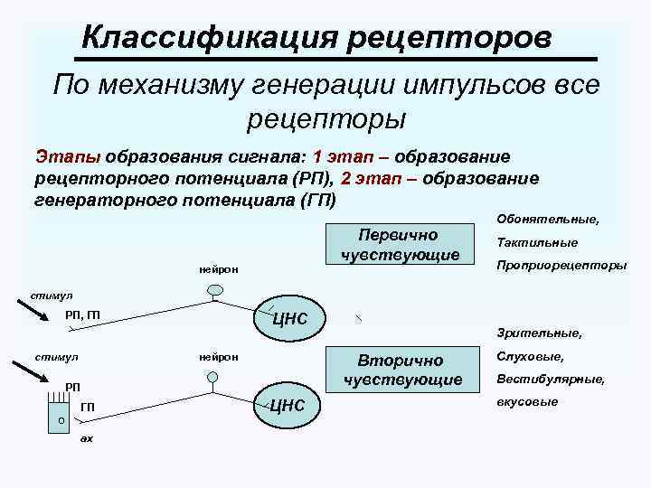 Рецептор механизмов. Классификация первичночувствующих рецепторов. Механизм возникновения рецепторного потенциала. Рецепторный потенциал физиология. Первичные и вторичные рецепторы.