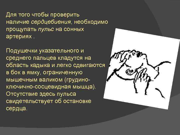 Для того чтобы проверить наличие сердцебиения, необходимо прощупать пульс на сонных артериях. Подушечки указательного