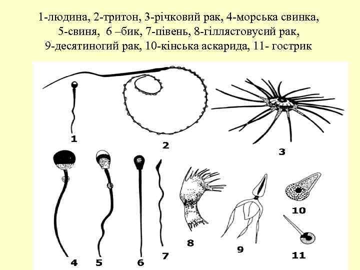 1 -людина, 2 -тритон, 3 -річковий рак, 4 -морська свинка, 5 -свиня, 6 –бик,