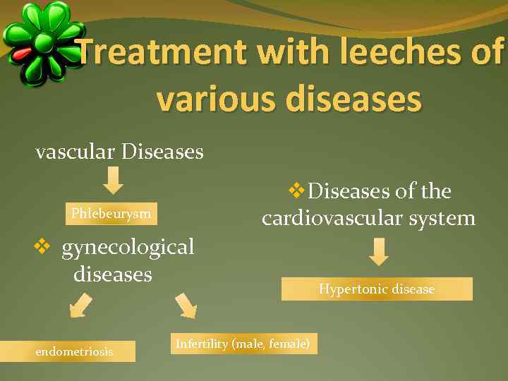 Treatment with leeches of various diseases vascular Diseases v. Diseases of the cardiovascular system