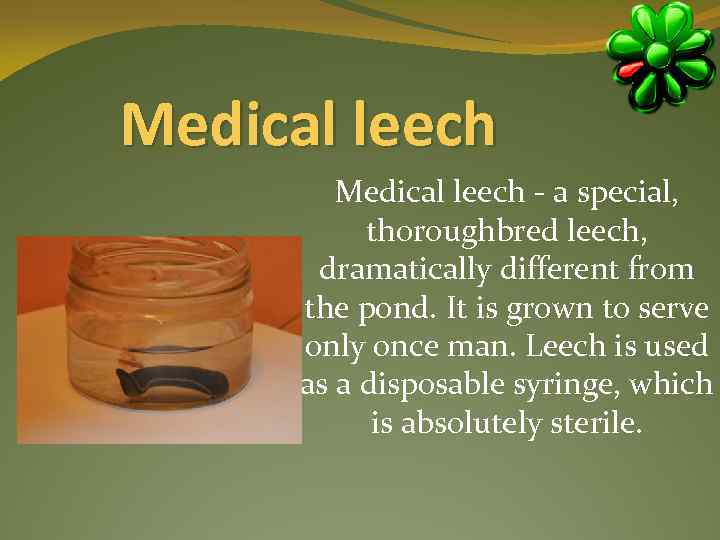 Medical leech - a special, thoroughbred leech, dramatically different from the pond. It is