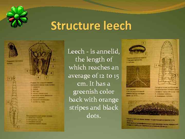 Structure leech Leech - is annelid, the length of which reaches an average of