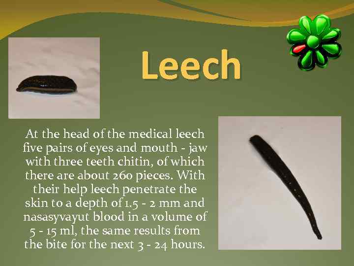 Leech At the head of the medical leech five pairs of eyes and mouth