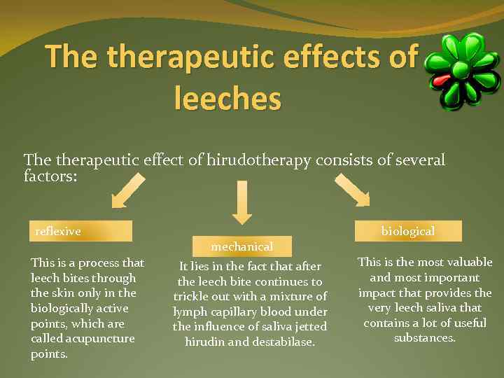  The therapeutic effects of leeches The therapeutic effect of hirudotherapy consists of several