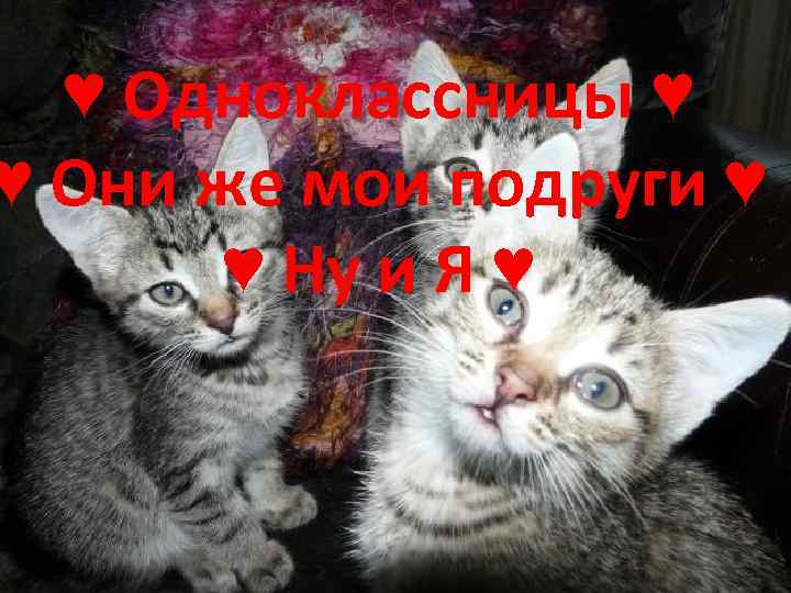 ♥ Одноклассницы ♥ ♥ Они же мои подруги ♥ ♥ Ну и Я ♥