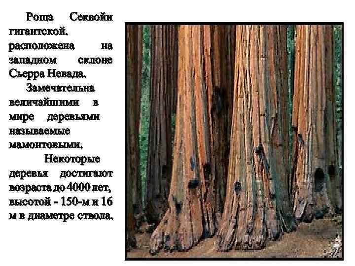 Роща Секвойи гигантской. расположена на западном склоне Сьерра Невада. Замечательна величайшими в мире деревьями