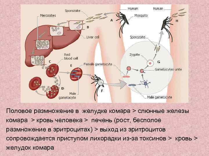 Половое размножение в желудке комара > слюнные железы комара > кровь человека > печень