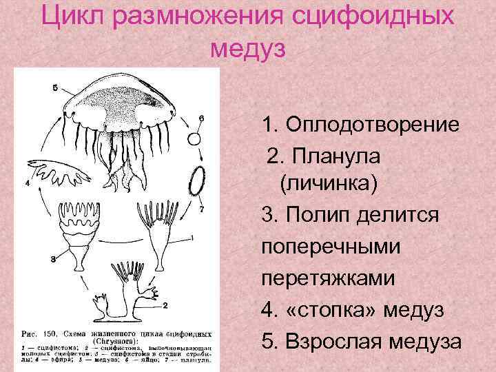 Презентация по биологии 8 класс жизненные циклы размножение