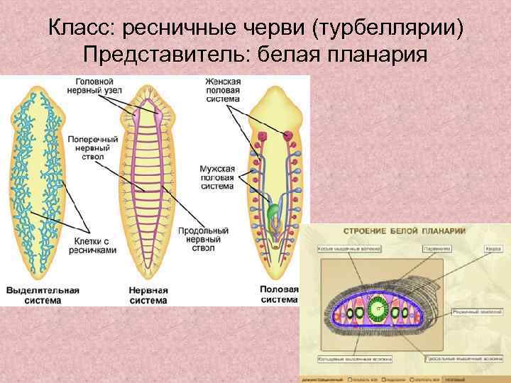 Внутреннее строение плоских. Пищеварительная система плоских червей схема. Биология 7 класс системы органов плоских червей. Строение плоских червей планария. Строение плоских червей класса Ресничные.