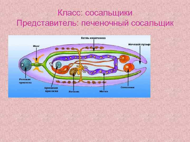 Класс: сосальщики Представитель: печеночный сосальщик 