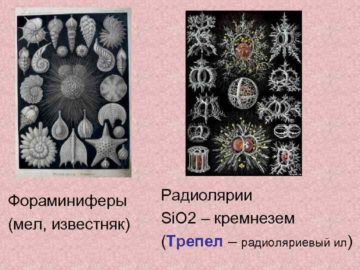 Фораминиферы (мел, известняк) Радиолярии Si. O 2 – кремнезем (Трепел – радиоляриевый ил) 