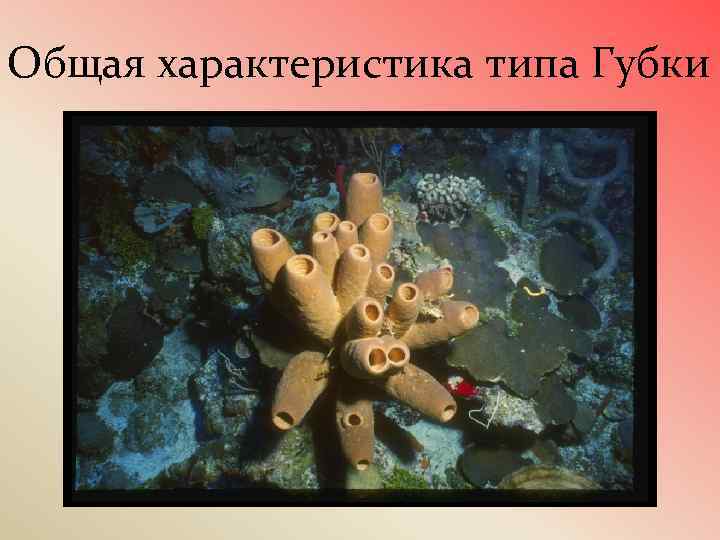 Общая характеристика типа Губки 