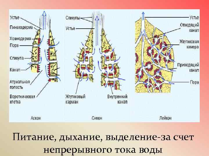 Питание, дыхание, выделение-за счет непрерывного тока воды 