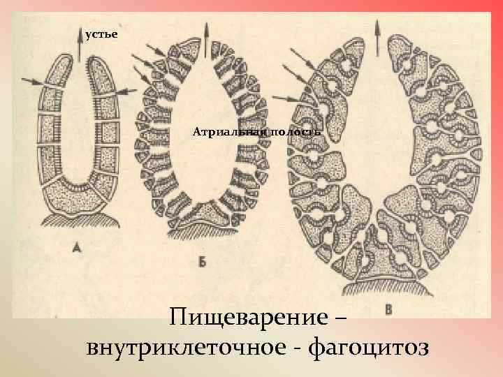 устье Атриальная полость Пищеварение – внутриклеточное - фагоцитоз 