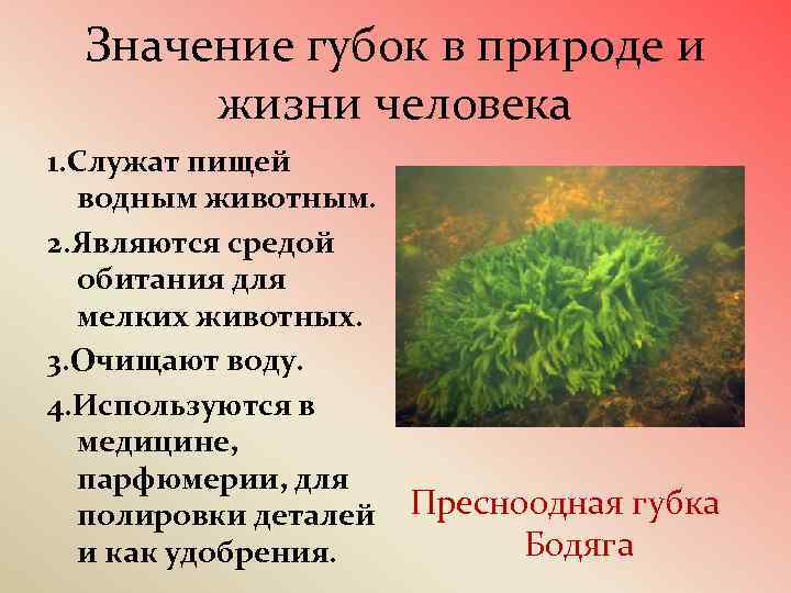 Значение губок в природе и жизни человека 1. Служат пищей водным животным. 2. Являются