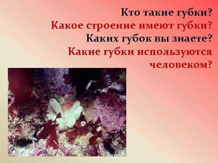 Кто такие губки? Какое строение имеют губки? Каких губок вы знаете? Какие губки используются