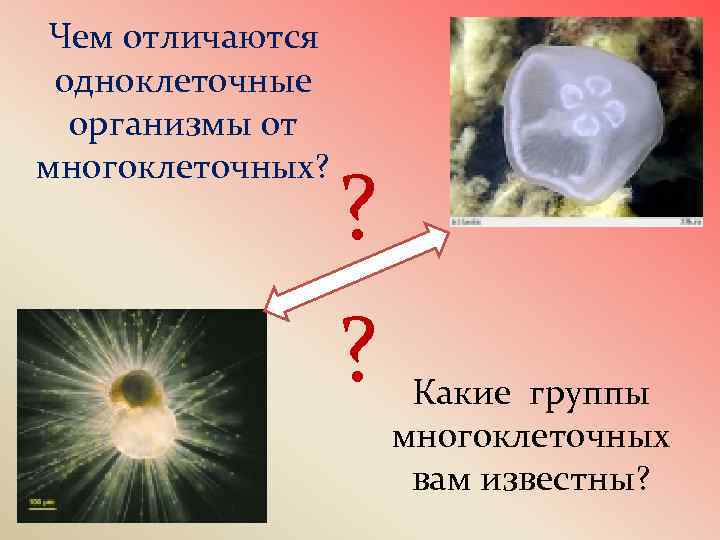 Чем отличаются одноклеточные организмы от многоклеточных? ? ? Какие группы многоклеточных вам известны? 