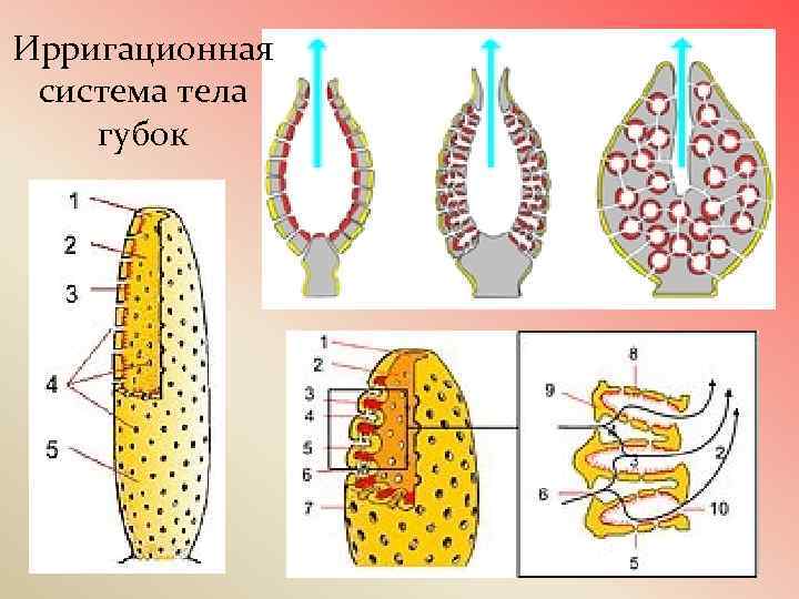 Ирригационная система тела губок 