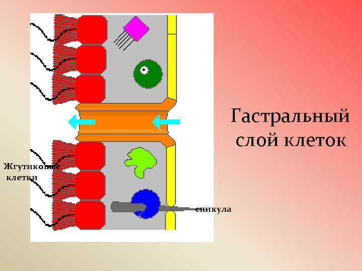 Гастральный слой клеток Жгутиковые клетки спикула 