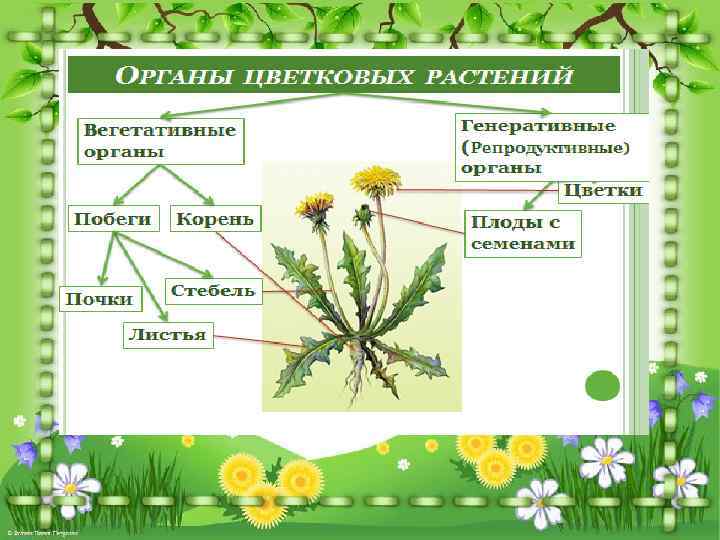 Царство растений внешнее строение и общая характеристика растений 6 класс презентация пономарева