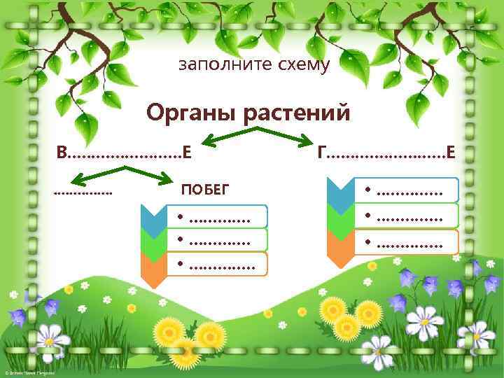 заполните схему Органы растений В. . . Е. . . . ПОБЕГ • .