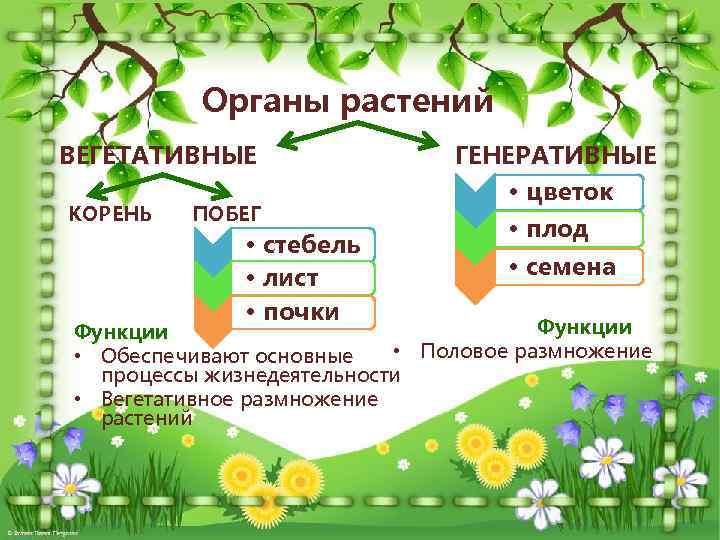 Органы растений ВЕГЕТАТИВНЫЕ КОРЕНЬ ПОБЕГ • стебель • лист • почки ГЕНЕРАТИВНЫЕ • цветок