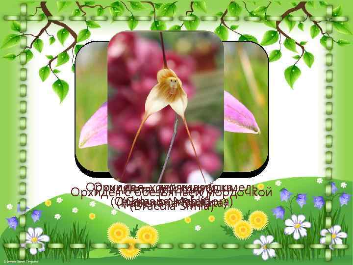 Орхидеяобезьяньей мордочкой Орхидея – летящая утка Орхидея Летящий голубьшмель с – хохочущий (Ophrys bomybliflora)