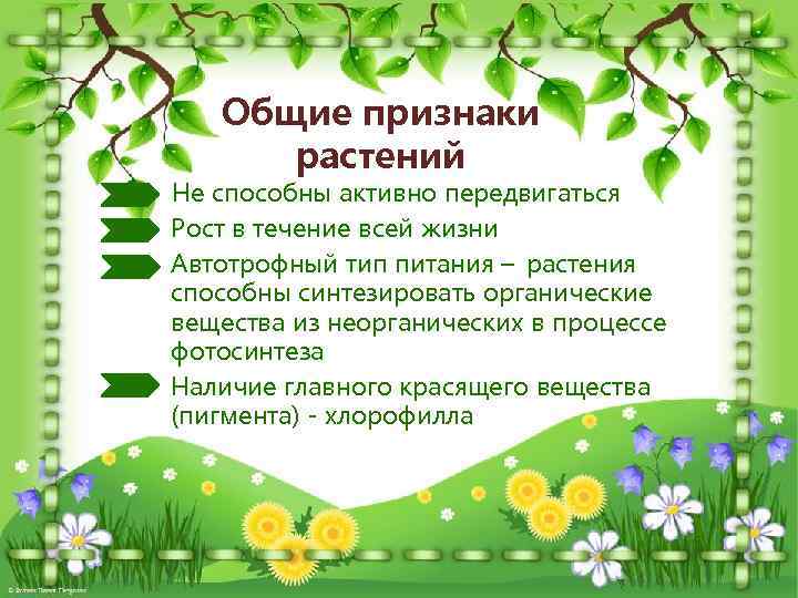 Общие признаки растений Не способны активно передвигаться Рост в течение всей жизни Автотрофный тип