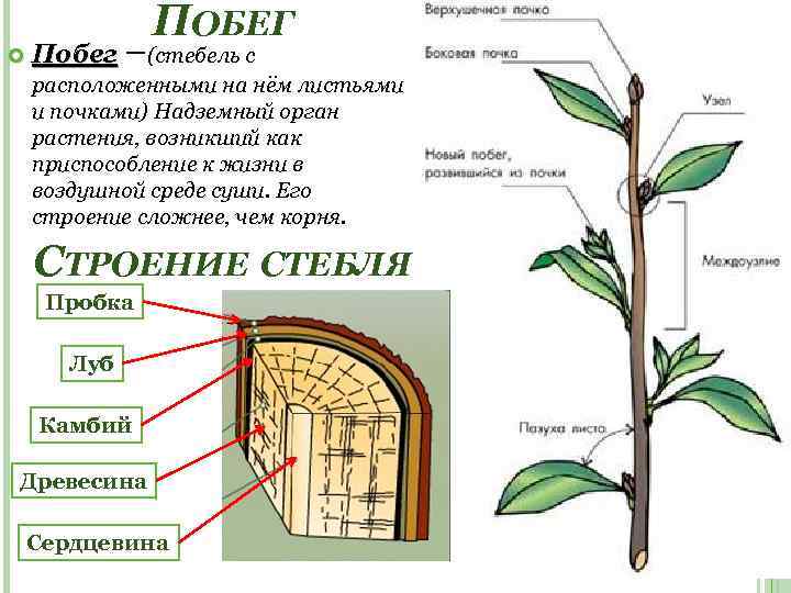 ПОБЕГ Побег –(стебель с расположенными на нём листьями и почками) Надземный орган растения, возникший