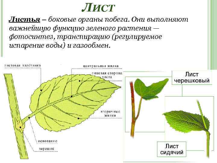 ЛИСТ Листья – боковые органы побега. Они выполняют важнейшую функцию зеленого растения — фотосинтез,
